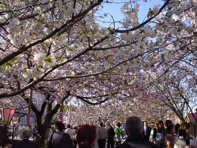 Sakura