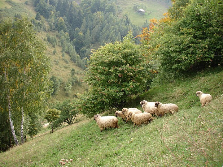 Sat Magura, o zona virgina