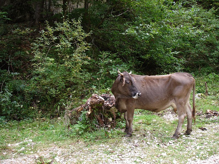 Sat Magura, o zona virgina