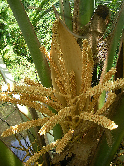 Ceai srilankez cu zahar de cocotier(