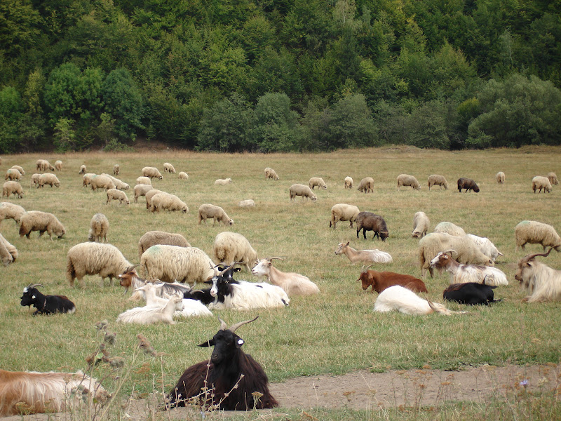 Traseu de munte in anul acesta