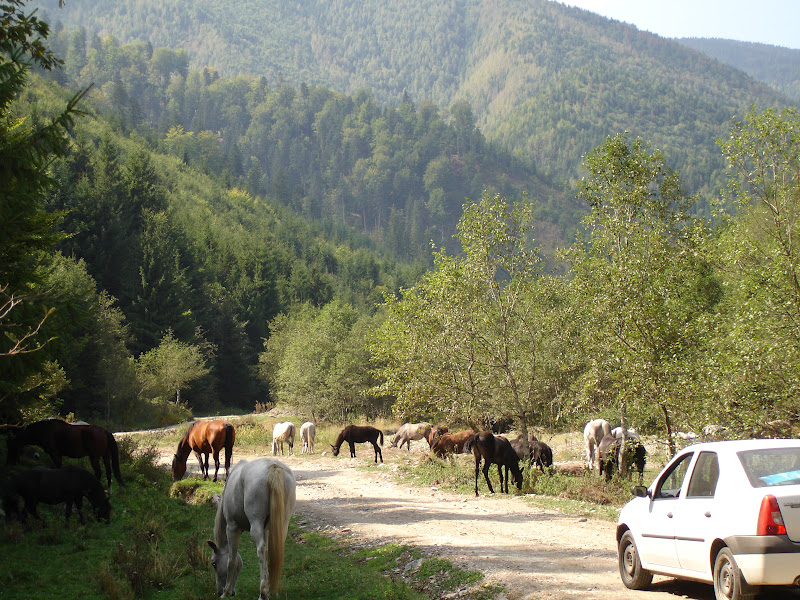 Traseu de munte in anul acesta