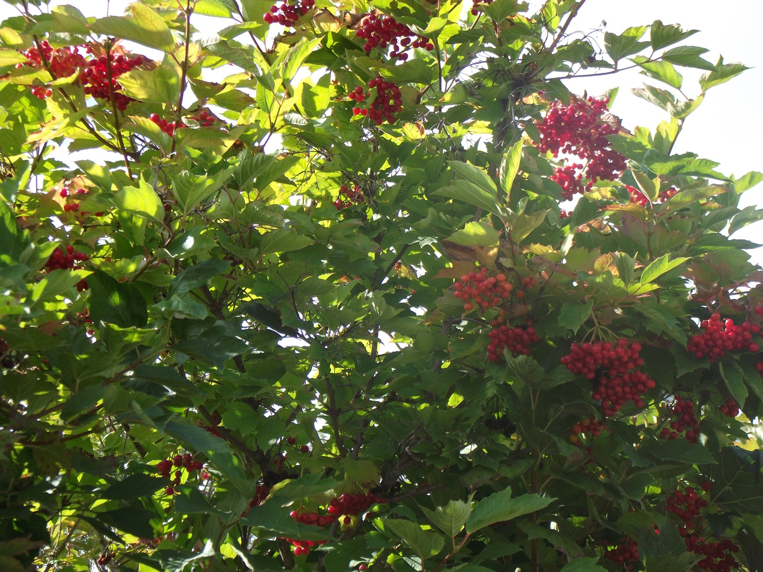 Bucătăraş hai –hui – Grădina Botanică „Vasile Fati” Jibou