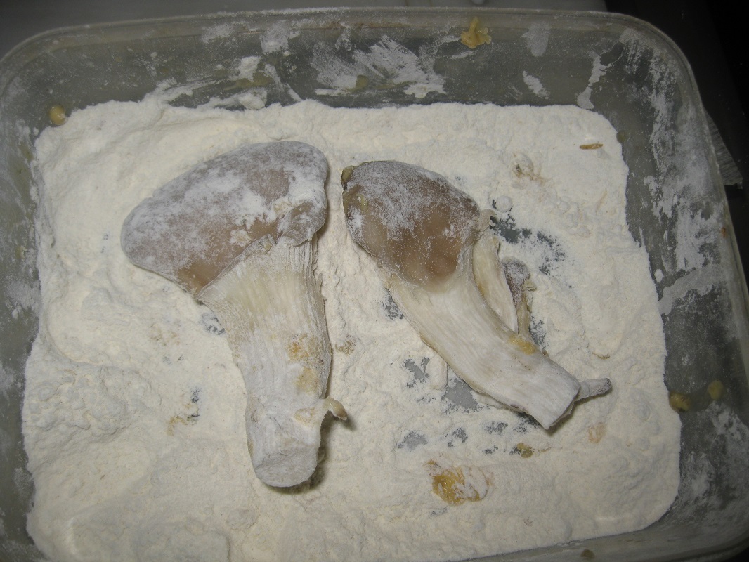 Ciuperci Pleurotus pane