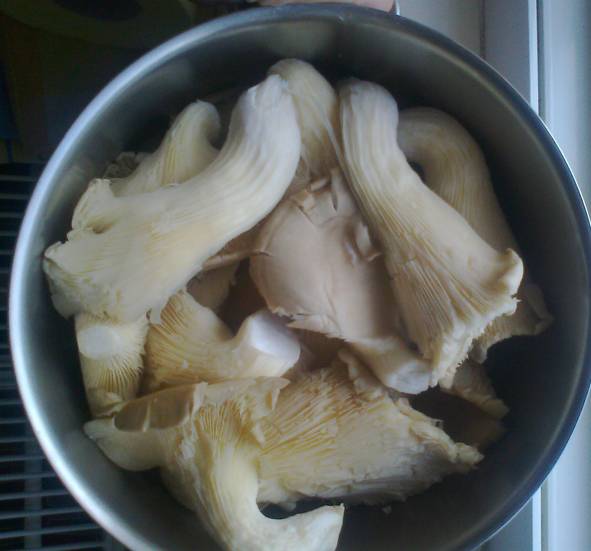 Pleurotus pane