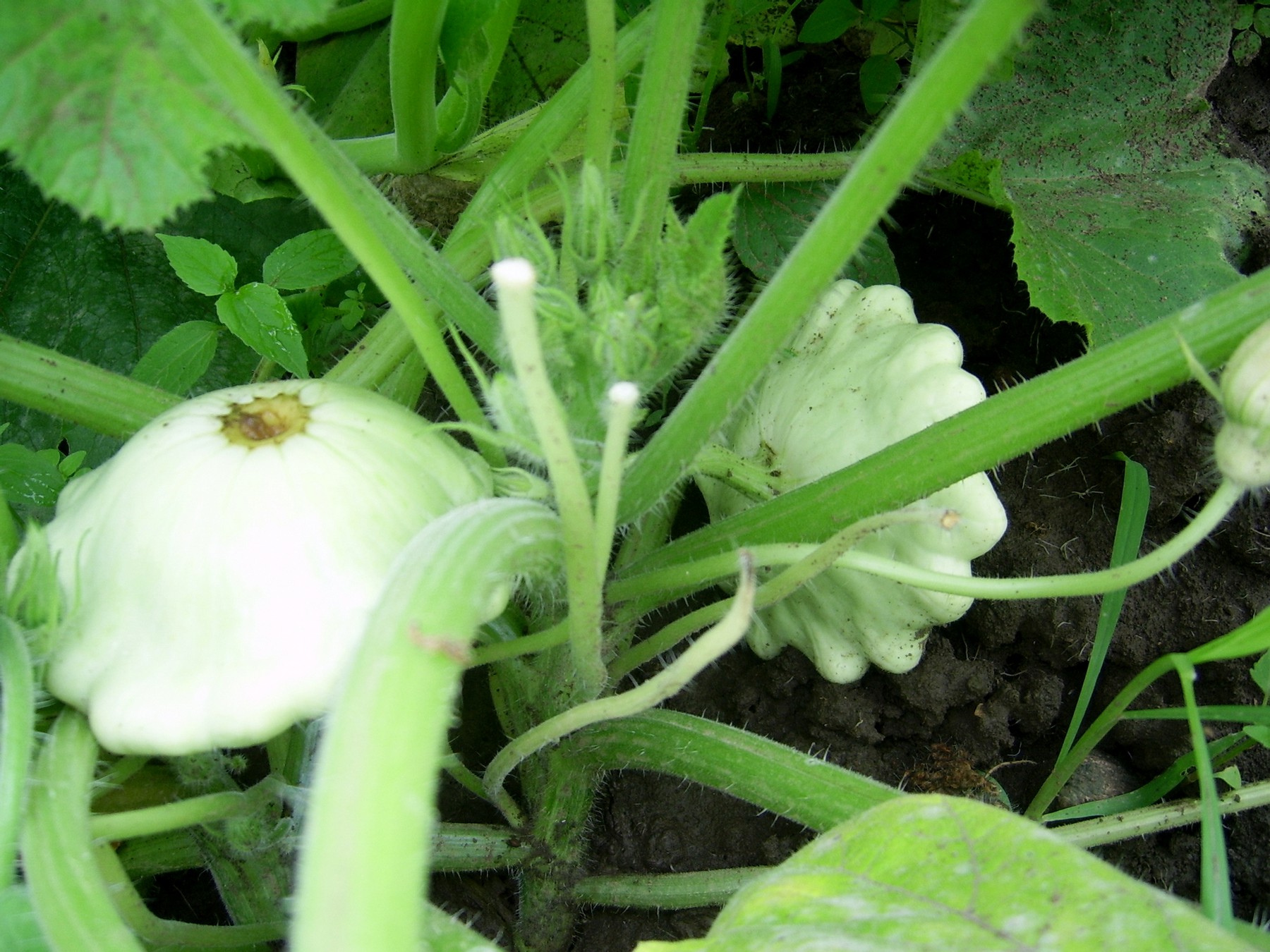 Dovlecei patison umpluti cu legume