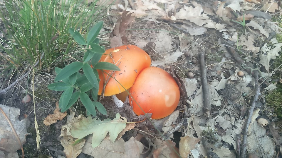 Placinte in aluat fraged cu pui, ciuperci de padure si ierburi de gradina