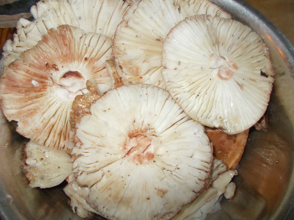 Champignon de padure pane