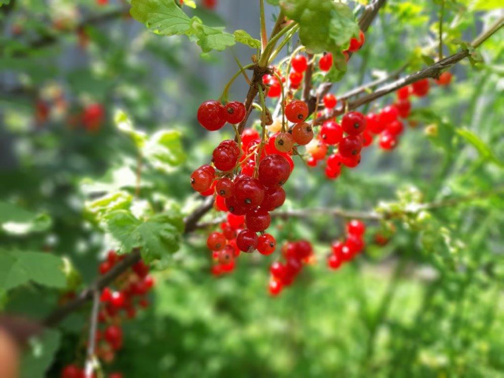 Dulceata de coacaze rosii