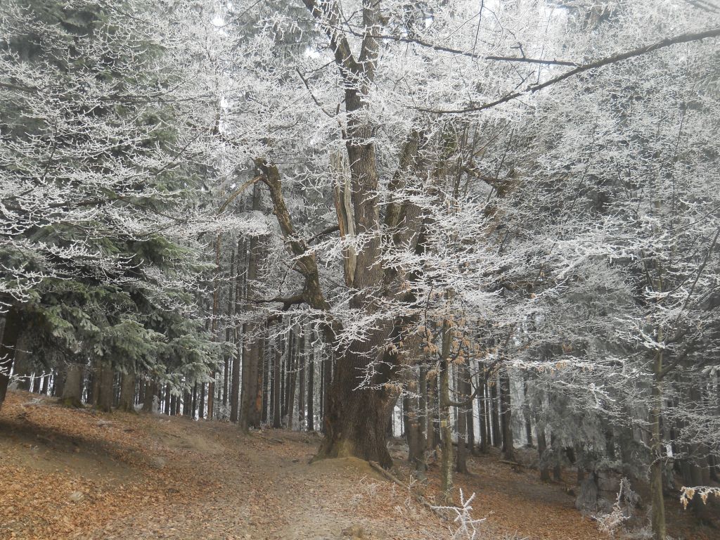 Din ce copac s-a desprins sufletul tău!