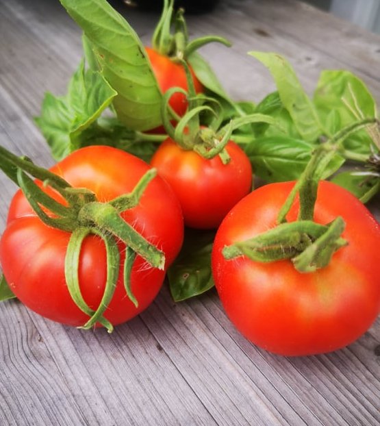 Salata Caprese